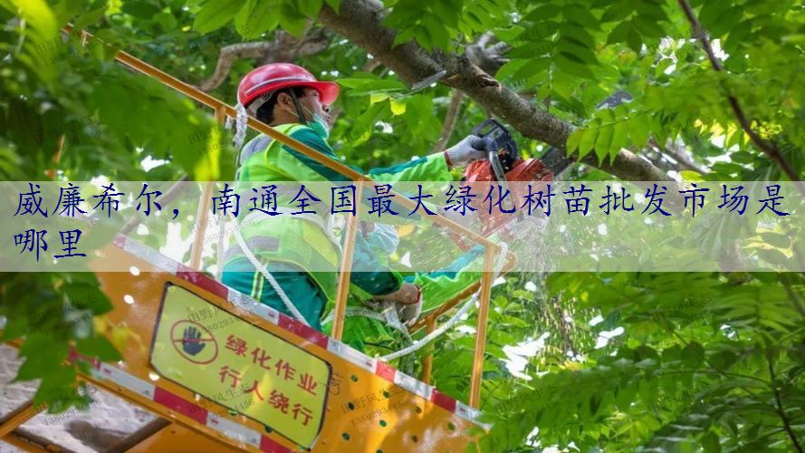 南通全国最大绿化树苗批发市场是哪里