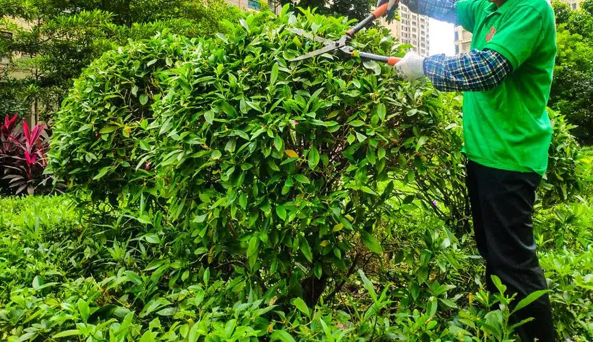 园林景观绿化工程苗木供应